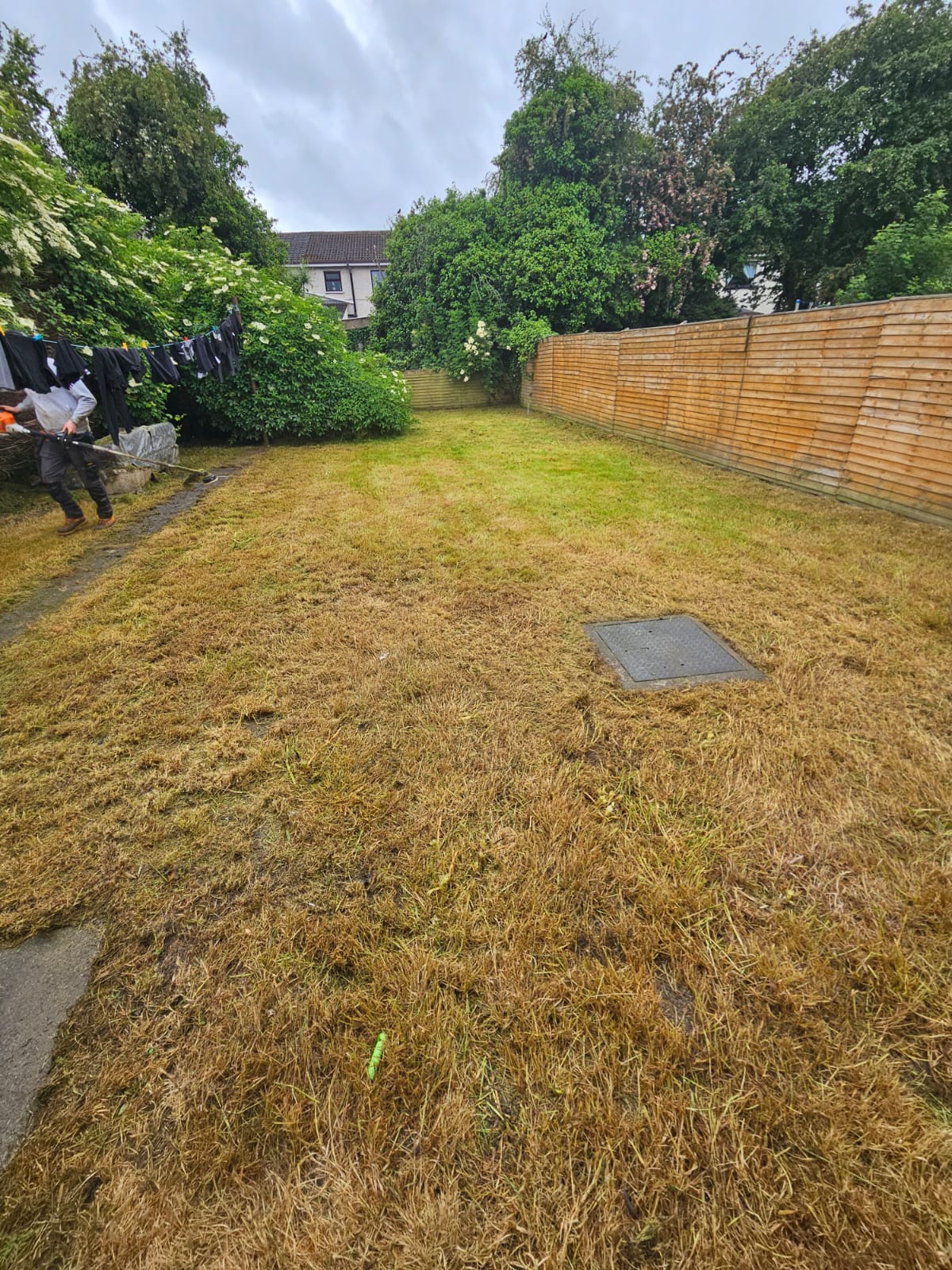 Honest Lawn Renovation Assessment: Why Professional Honesty Saves Money in the Long Run