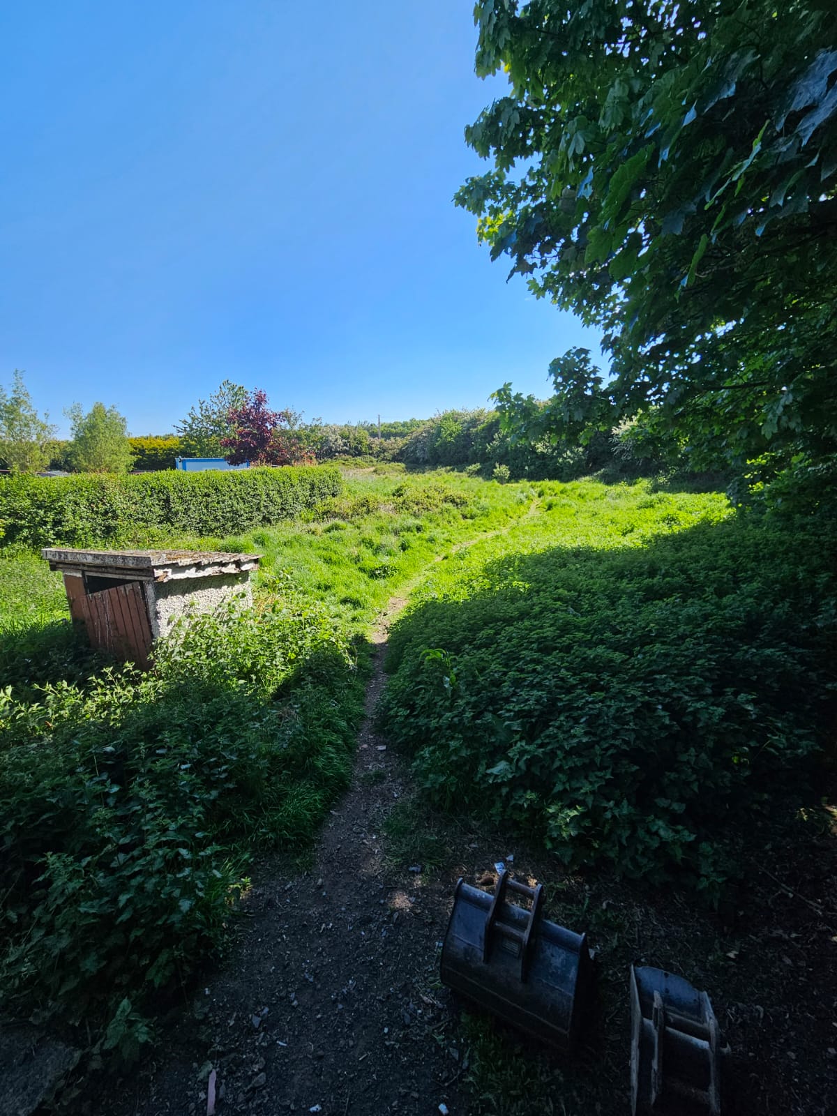 Sometimes Less is More: A Garden Clearance That Opens Up New Possibilities